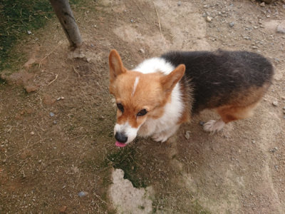 f:id:roukenhome-ann:20190711121455j:plain