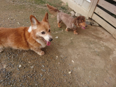 f:id:roukenhome-ann:20190711121724j:plain