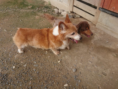f:id:roukenhome-ann:20190711121844j:plain