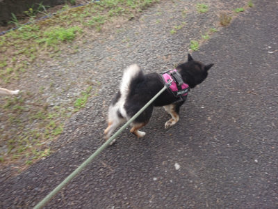 f:id:roukenhome-ann:20190711122050j:plain