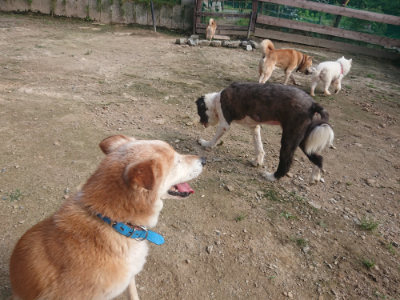 f:id:roukenhome-ann:20190711122154j:plain