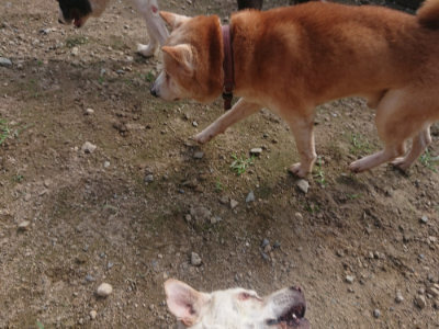 f:id:roukenhome-ann:20190711122214j:plain
