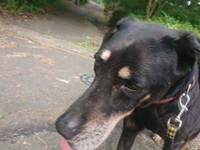 f:id:roukenhome-ann:20190711122312j:plain