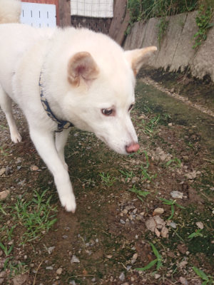 f:id:roukenhome-ann:20190711122453j:plain