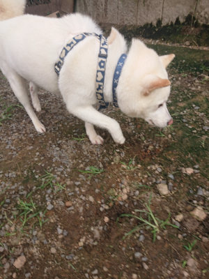 f:id:roukenhome-ann:20190711122511j:plain