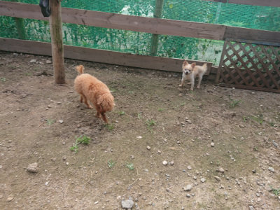f:id:roukenhome-ann:20190711123809j:plain