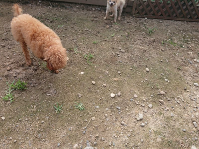 f:id:roukenhome-ann:20190711123814j:plain