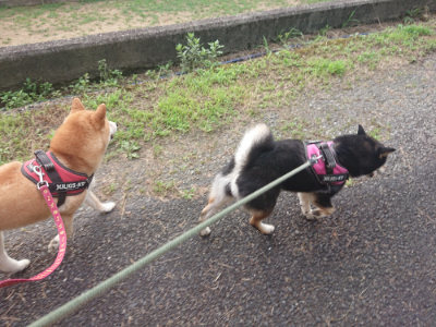 f:id:roukenhome-ann:20190711123847j:plain