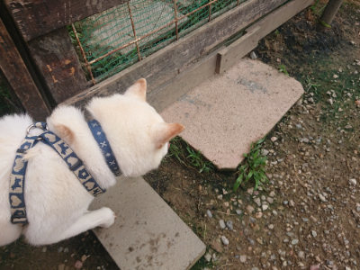 f:id:roukenhome-ann:20190711123910j:plain