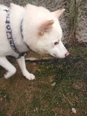 f:id:roukenhome-ann:20190711123940j:plain