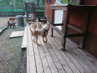 f:id:roukenhome-ann:20190711123945j:plain