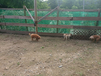 f:id:roukenhome-ann:20190711123957j:plain
