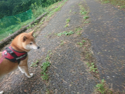 f:id:roukenhome-ann:20190711124006j:plain