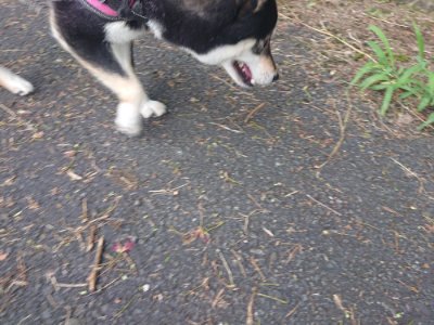 f:id:roukenhome-ann:20190711124030j:plain