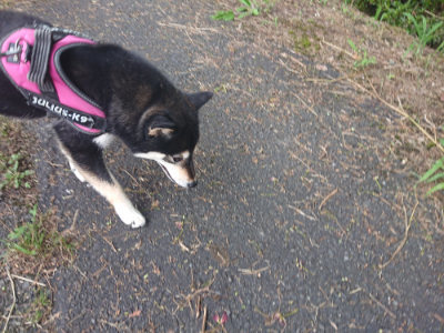 f:id:roukenhome-ann:20190711124101j:plain