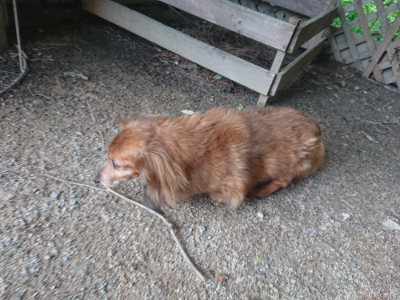 f:id:roukenhome-ann:20190711124106j:plain