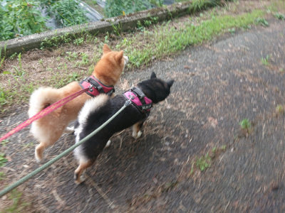 f:id:roukenhome-ann:20190711124128j:plain