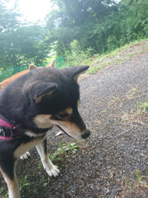 f:id:roukenhome-ann:20190711124154j:plain