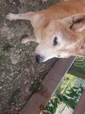 f:id:roukenhome-ann:20190711124212j:plain
