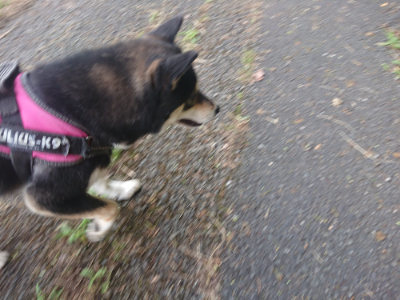 f:id:roukenhome-ann:20190711124218j:plain