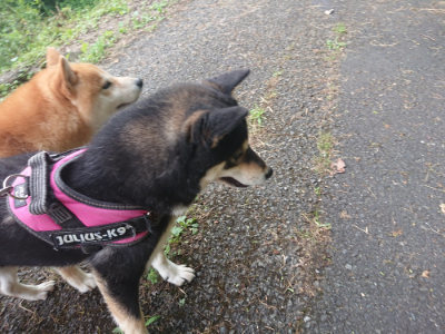 f:id:roukenhome-ann:20190711124225j:plain