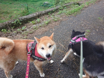 f:id:roukenhome-ann:20190711124258j:plain