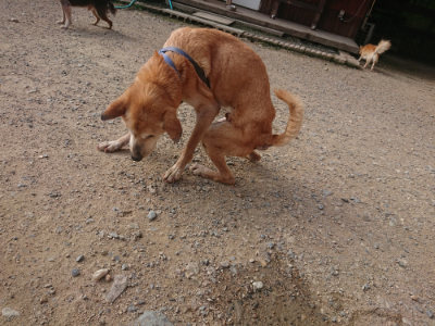 f:id:roukenhome-ann:20190711124302j:plain