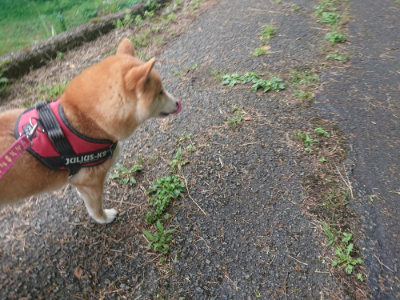 f:id:roukenhome-ann:20190711124319j:plain