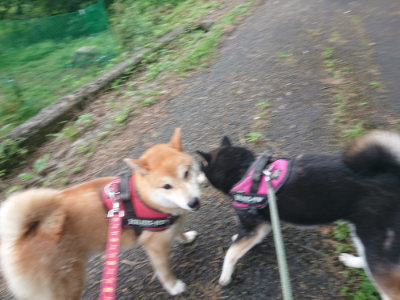 f:id:roukenhome-ann:20190711124323j:plain