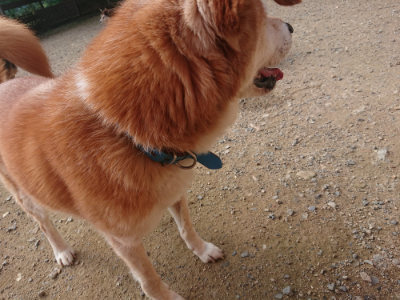 f:id:roukenhome-ann:20190711124336j:plain