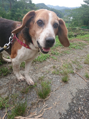 f:id:roukenhome-ann:20190711124341j:plain