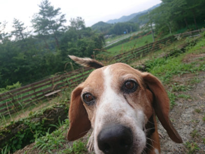 f:id:roukenhome-ann:20190711124352j:plain
