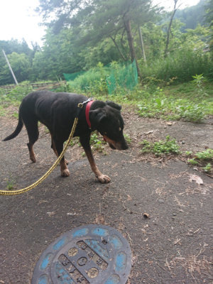 f:id:roukenhome-ann:20190711124407j:plain