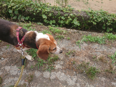 f:id:roukenhome-ann:20190711124413j:plain