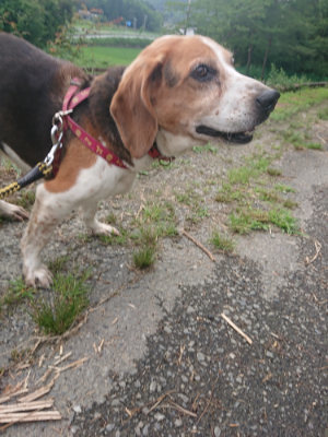 f:id:roukenhome-ann:20190711124418j:plain