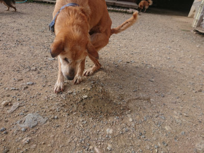 f:id:roukenhome-ann:20190711124433j:plain