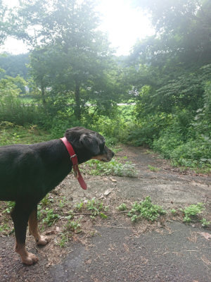 f:id:roukenhome-ann:20190711124437j:plain