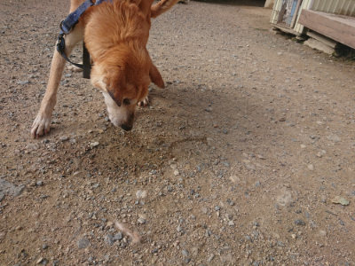 f:id:roukenhome-ann:20190711124447j:plain