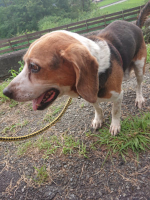 f:id:roukenhome-ann:20190711124502j:plain