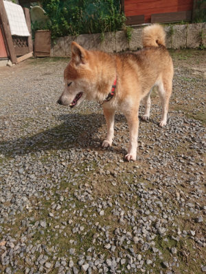 f:id:roukenhome-ann:20190711124539j:plain