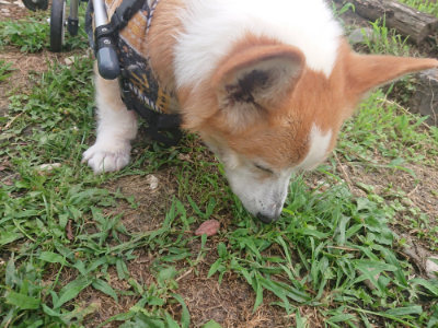 f:id:roukenhome-ann:20190711124544j:plain