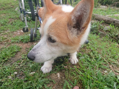 f:id:roukenhome-ann:20190711124550j:plain