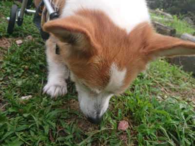 f:id:roukenhome-ann:20190711124614j:plain
