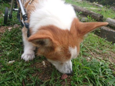 f:id:roukenhome-ann:20190711124619j:plain