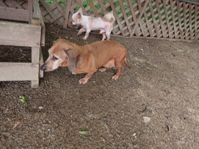 f:id:roukenhome-ann:20190711124629j:plain