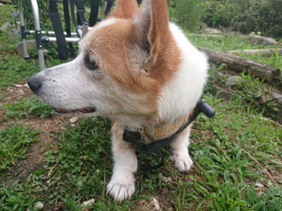 f:id:roukenhome-ann:20190711124643j:plain