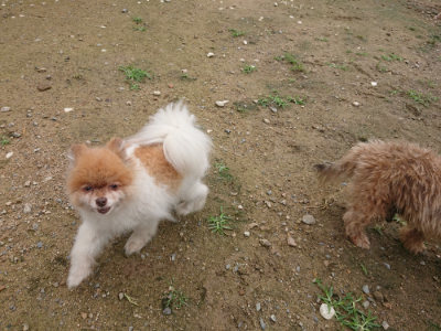 f:id:roukenhome-ann:20190713132052j:plain f:id:roukenhome-ann:20190713132052j:plain