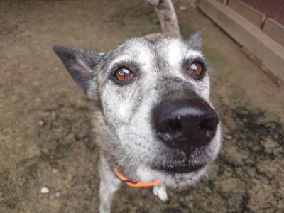 f:id:roukenhome-ann:20190713134037j:plain f:id:roukenhome-ann:20190713134037j:plain