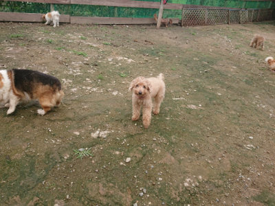 f:id:roukenhome-ann:20190713135414j:plain f:id:roukenhome-ann:20190713135414j:plain