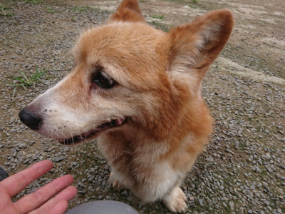 f:id:roukenhome-ann:20190717152259j:plain